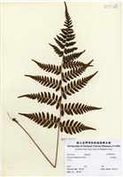 藏品(阿里山蹄蓋蕨)的圖片